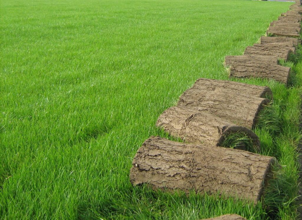 Rulo Çim Uygulamasında Toprak Sağlığı Nasıl Arttırlır?